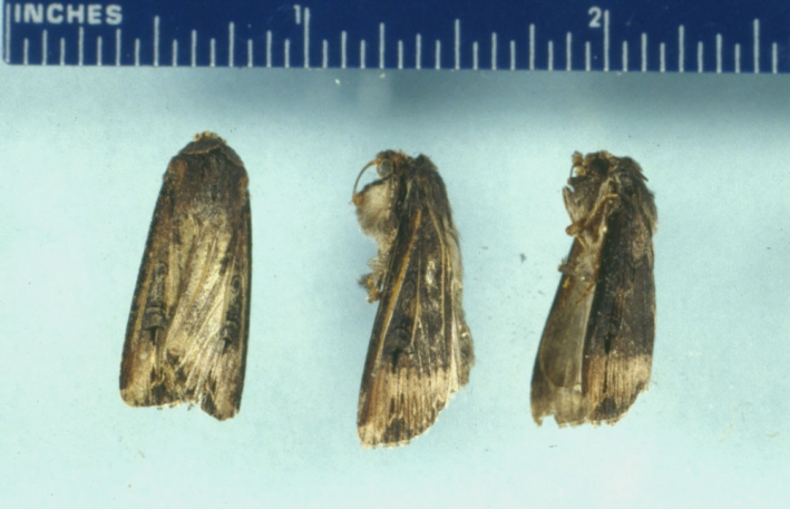 Adult Moths 77